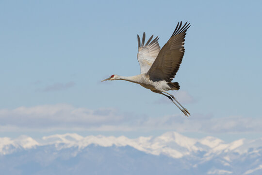 Migrating Greater Sandhill Cranes in Monte Vista, Colorado