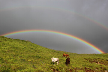 Islandpferd / Icelandic horse / Equus ferus caballus
