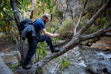 Naklejka premium A person taking a photo of a tree with the phone