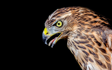Northern Goshawk (Accipiter gentilis) portrait close up