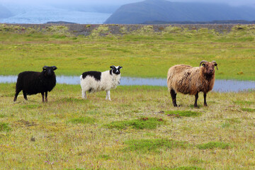 Fototapeta premium Schaf / Sheep / Ovis..