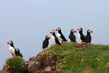 Fototapeta premium Papageitaucher / Atlantic puffin / Fratercula arctica