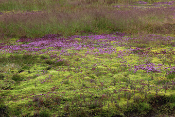 Island - Haukadalur Tal / Iceand - Haukadalur Valley /