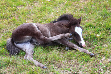 Islandpferd / Icelandic horse / Equus ferus caballus.