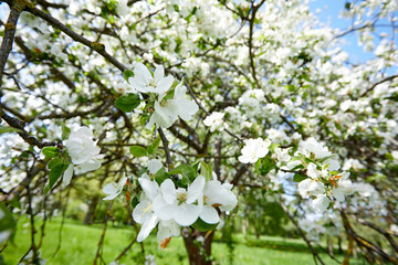 spring garden with blossom trees