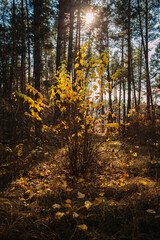Beautiful bush with yellow leaves growing in the pine forest lit with the sunlight