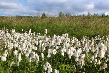 Obraz premium Schmalblättriges Wollgras / Common cottongrass / Eriophorum angustifolium