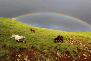 Islandpferd / Icelandic horse / Equus ferus caballus