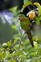A White-eyed Parakeet also know as white-eyed conure or periquitao-maracana perched on the branche of a tree at dawn. Medium parrot. Species Psittacara leucophthalmus. Birdwatching. Birding.