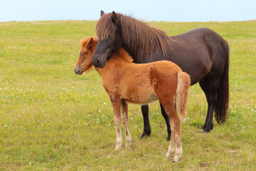 Islandpferd / Icelandic horse / Equus ferus caballus.