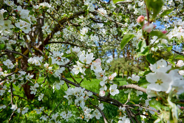 Naklejka premium spring garden with blossom trees
