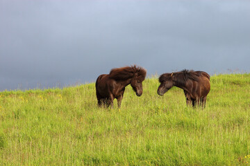 Islandpferd / Icelandic horse / Equus ferus caballus