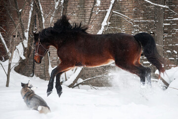 cheerful energy bay horse plays in the winter under the snow in a large paddock