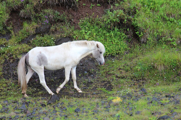 Islandpferd / Icelandic horse / Equus ferus caballus