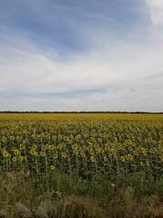 field of sunflowers and a sky