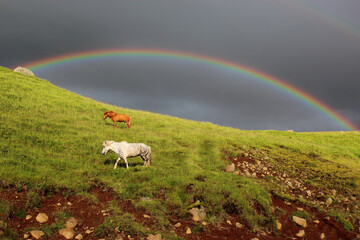 Islandpferd / Icelandic horse / Equus ferus caballus