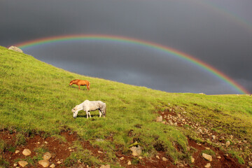 Islandpferd / Icelandic horse / Equus ferus caballus