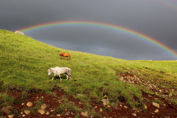 Islandpferd / Icelandic horse / Equus ferus caballus