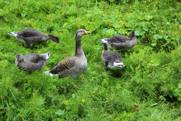 Graugans / Greylag Goose / Anser anser.