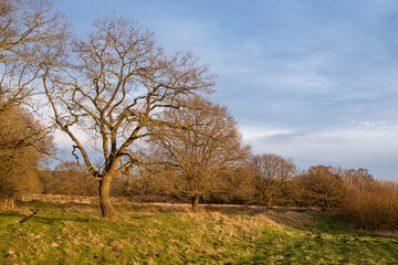 Mehrere Bäume werden von der Abendsonne ins rechte Licht gesetzt