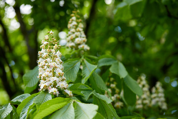 Fototapeta premium Bloomed chestnut flowers on the tree