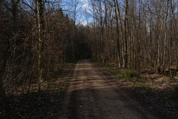 Spring Reborn, Wiedergeborene Frühling, Europa, Switzerland, Mountain, Forest, Sunny day, Lonely Walk