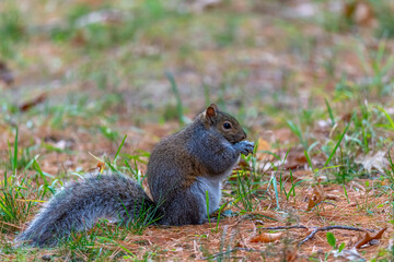 Eastern gray squirrel (Sciurus carolinensis) eating while standing on hind feet.