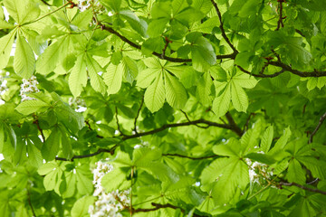 Bloomed chestnut flowers on the tree