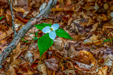 A white flower of a trillium (Trillium grandiflorum) blooming in the spring on Old Mission Peninsula, Traverse City, Michigan, USA.