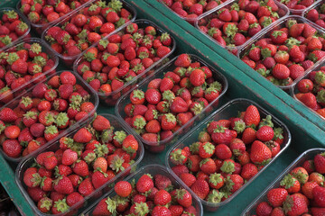Fresh ripe strawberries in plastic boxes on the market stall ...