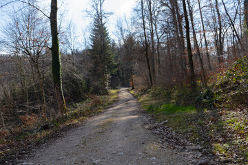 Fototapeta na wymiar Spring Reborn, Wiedergeborene Frühling, Europa, Switzerland, Mountain, Forest, Sunny day, Lonely Walk