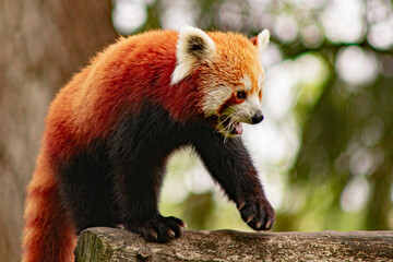 panda rojo 