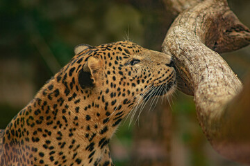 leopardo tierno
