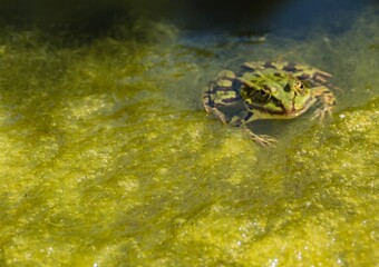 Frosch in Sumpf