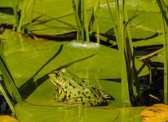 Frosch auf Blatt