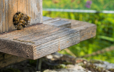 Bienen Bienenstock