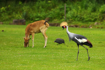 Two grey crowned crane (Balearica regulorum), also known as the African crowned crane, golden crested crane. © Honza Hejda