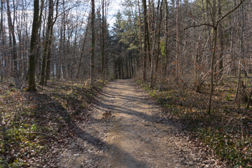 Spring Reborn, Wiedergeborene Frühling, Europa, Switzerland, Mountain, Forest, Sunny day, Lonely...
