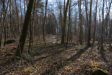 Spring Reborn, Wiedergeborene Frühling, Europa, Switzerland, Mountain, Forest, Sunny day, Lonely...