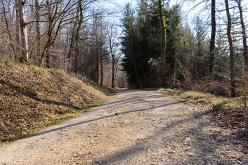 Spring Reborn, Wiedergeborene Frühling, Europa, Switzerland, Mountain, Forest, Sunny day, Lonely Walk