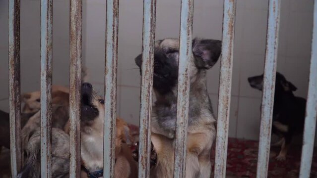 Homeless dogs at the shelter bark loudly and ask to be taken home