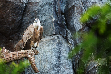 The griffon vulture (Gyps fulvus) sitting on the old branch.