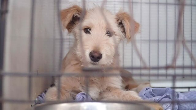 Homeless dogs at the shelter bark loudly and ask to be taken home