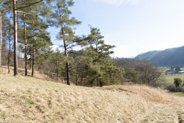 Spring Reborn, Wiedergeborene Frühling, Europa, Switzerland, Mountain, Forest, Sunny day, Lonely...