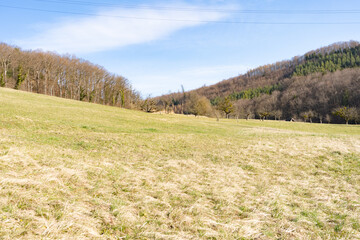 Spring Reborn, Wiedergeborene Frühling, Europa, Switzerland, Mountain, Forest, Sunny day, Lonely...