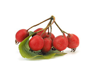 Hawthorn berries on a white background