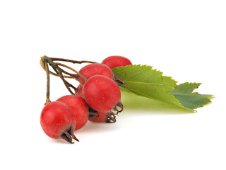Hawthorn berries on a white background