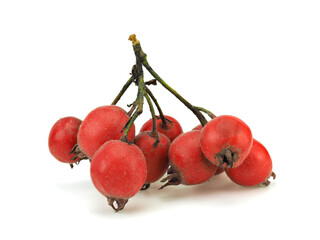Hawthorn berries on a white background