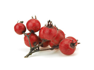 Hawthorn berries on a white background