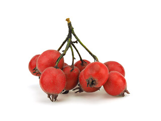 Hawthorn berries on a white background
